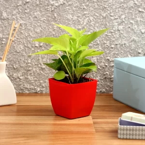 Plants